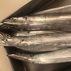 タチウオワインド