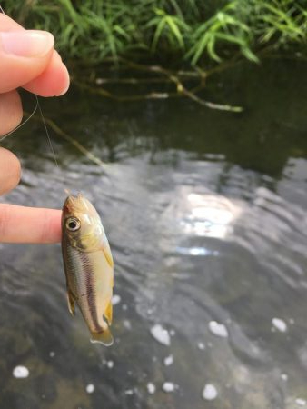 ええのん釣れた