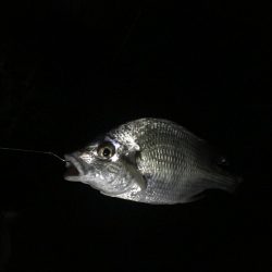 ちびっこホイホイ