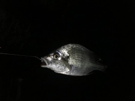 ちびっこホイホイ