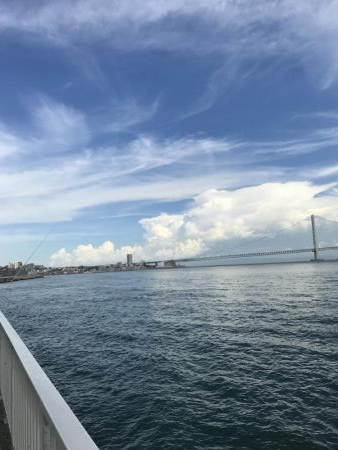 やっぱりアコウ