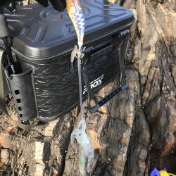 夏イカを求めて