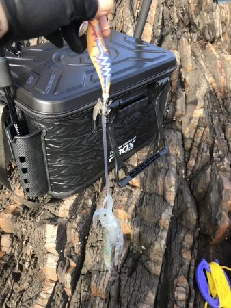 夏イカを求めて