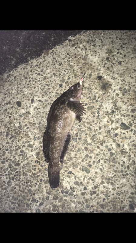 夜釣り一投目でビックリ