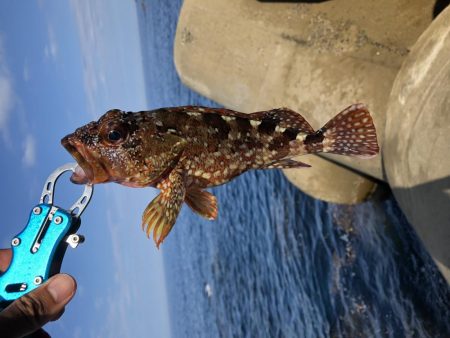 カサゴデイ！アオリはまだ小さい。