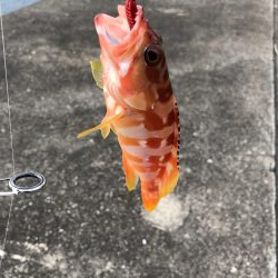 何とかかんとか