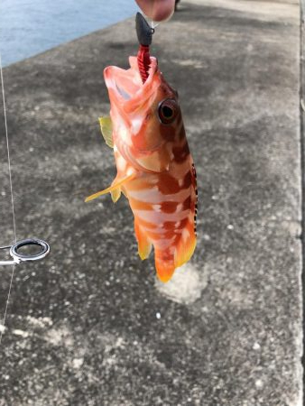 何とかかんとか