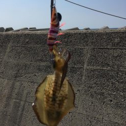 まだまだロリサイズ