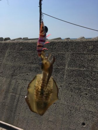 まだまだロリサイズ