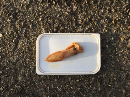 ケンサキちゃんどこに行ったの？