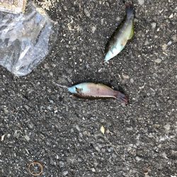 ナイトショアジギ