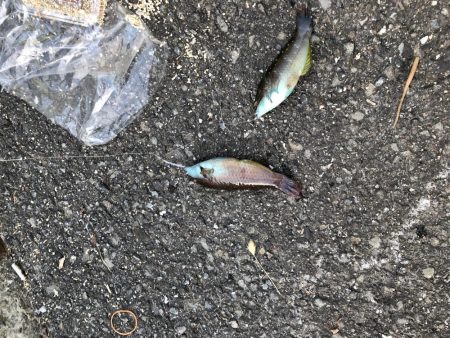 ナイトショアジギ