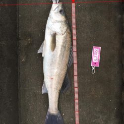 高梁川 シーバス