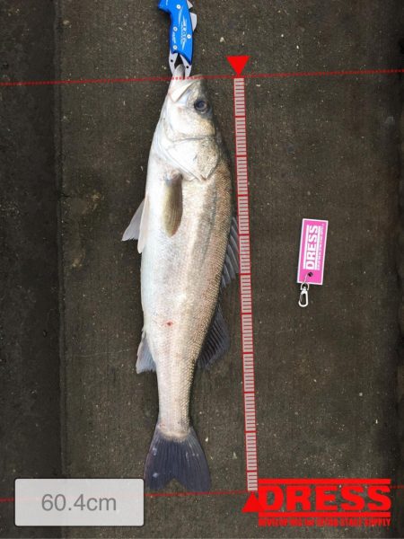 高梁川 シーバス