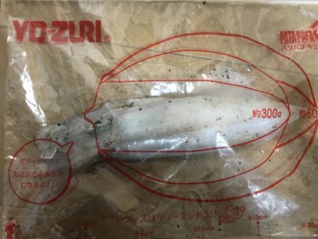 ケンサキ リベンジ