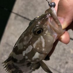 マゴバチでチビハタ、チビクエゲーム!!