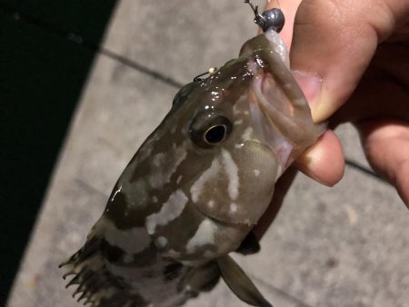 マゴバチでチビハタ、チビクエゲーム!!