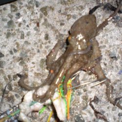 ひさしぶりのタコ