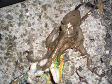 ひさしぶりのタコ