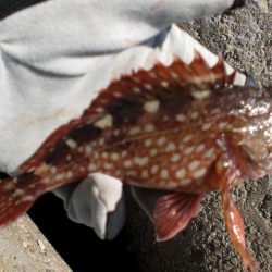 芝エビで落とし込み