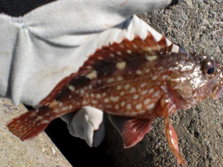 芝エビで落とし込み