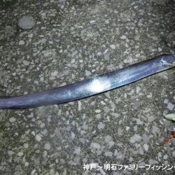 タチウオは情報通りの釣果です