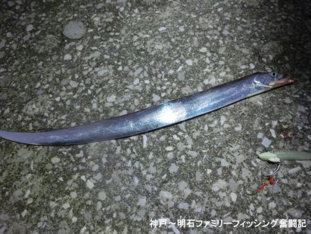 タチウオは情報通りの釣果です