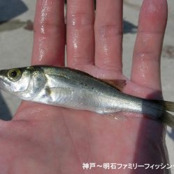 キス釣りで豆アジ爆釣