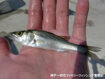 キス釣りで豆アジ爆釣