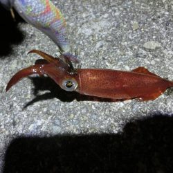 剣先イカ絶好調