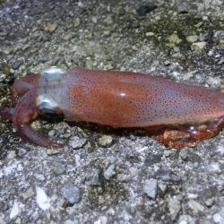 終始渋かったが何とか7杯