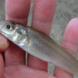 盆休み最後のファミリーフィッシング