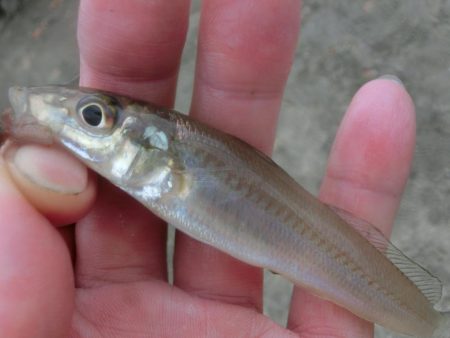 盆休み最後のファミリーフィッシング