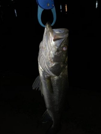 久々のシーバス