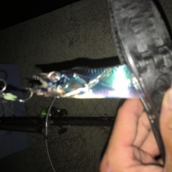 台風後のタチウオ&サゴシ!