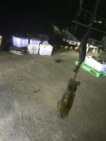 アオリイカ調査1