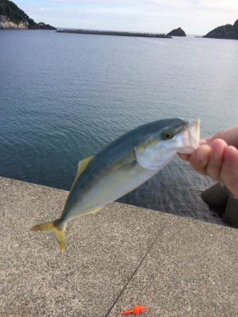 サビキ釣り