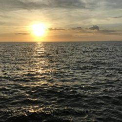 シオっぽいやつ