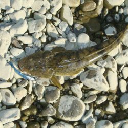 清流シーバスのはずが…