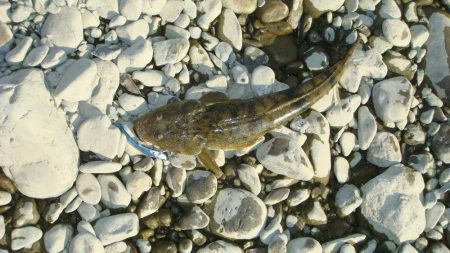 清流シーバスのはずが…