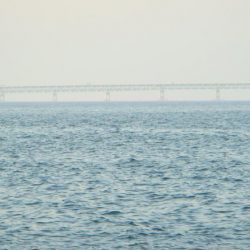 やはりコイツは裏切らない