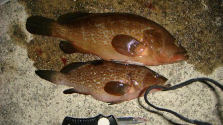 真夏のアコウ！！