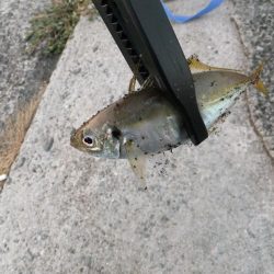 まずまずの釣果？