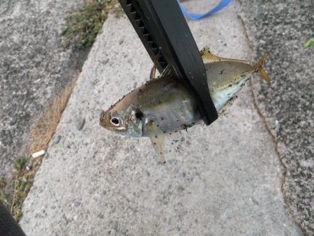 まずまずの釣果？