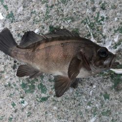 今日は外道デー