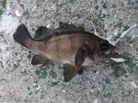 今日は外道デー