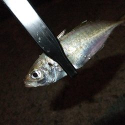 鱗付け何とか成功！