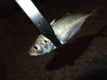 鱗付け何とか成功！