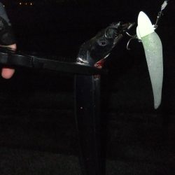 今年初タチウオ、グッドサイズ！