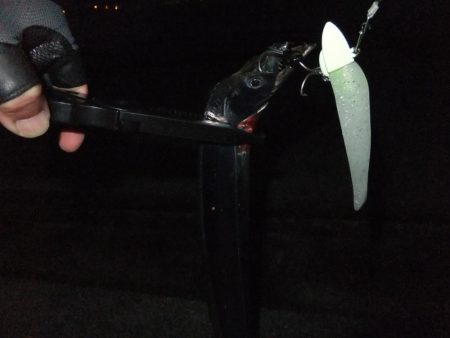 今年初タチウオ、グッドサイズ！